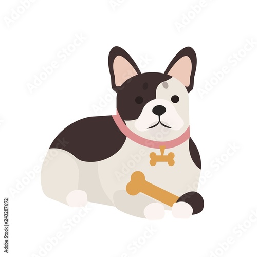 Adorable French bulldog with bone. Lying cute adorable purebred dog or puppy ...