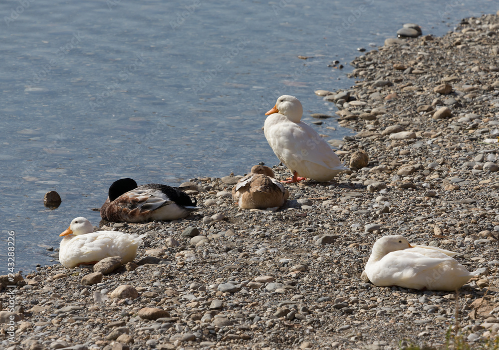 Fototapeta premium Ducks on a stony coast of a river