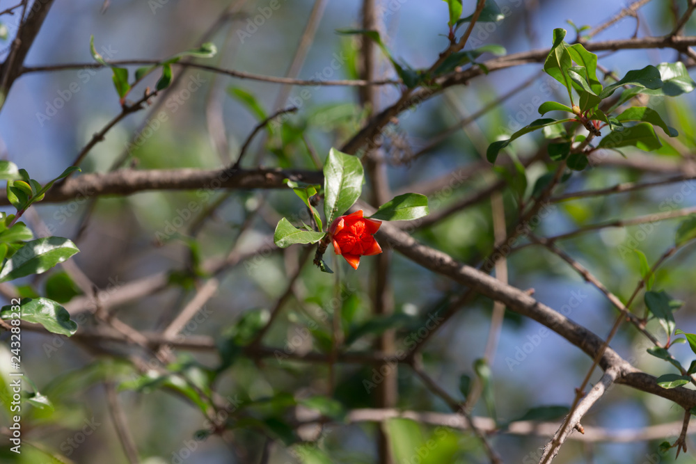 Pomegranate flower on a bush with green leaves in nature. Blurred background Pomegranate flower on a bush with green leaves in nature. Blurred background