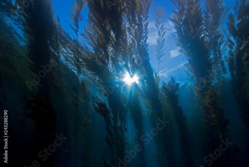 Colourful Giant Kelp plants seascape with sun in the background in cold water