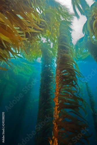 Colourful Giant Kelp plants seascape with sun in the background in cold water