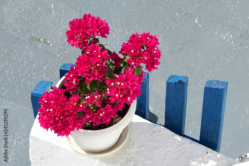 Typical image of the Cyclades islands, red geraniums on a white and blue background photo