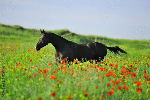 Black akhal teke horse running in tall grass full of yellow and red flower. Horizontal, side view.