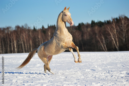 Cremello akhal teke stallion rears in winter field