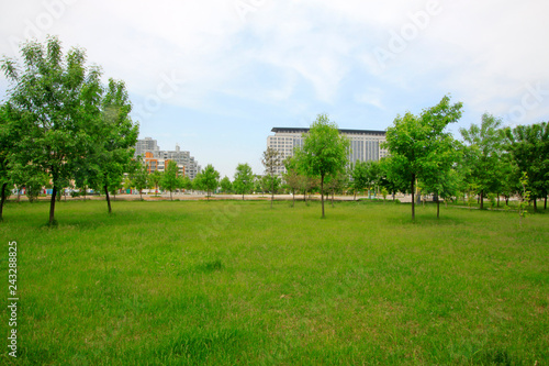 grass trees and buildings