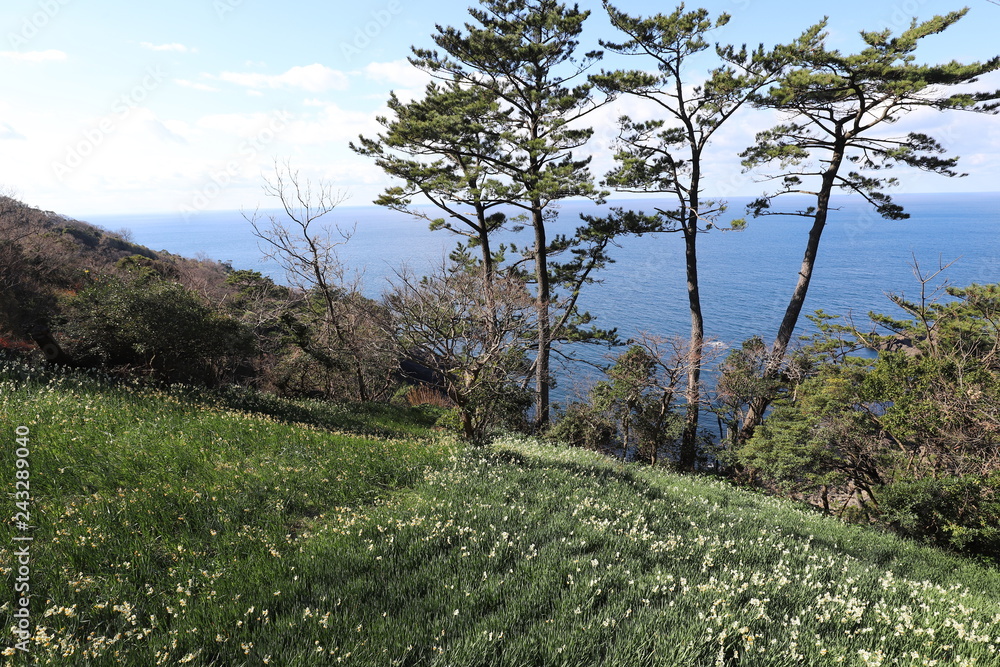 越前海岸の越前水仙 越前海岸の越前水仙