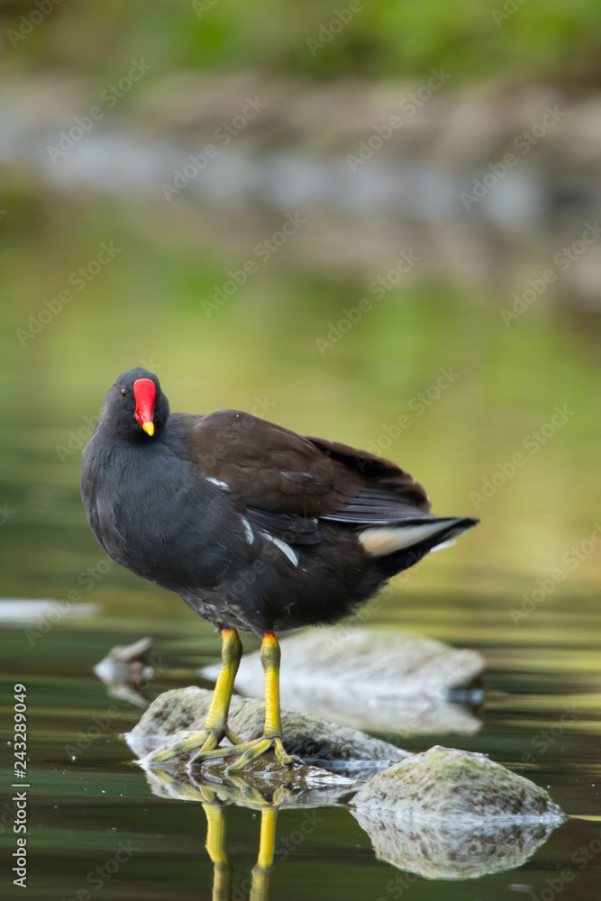 Teichhuhn bei der Gefiederpflege Teichhuhn bei der Gefiederpflege