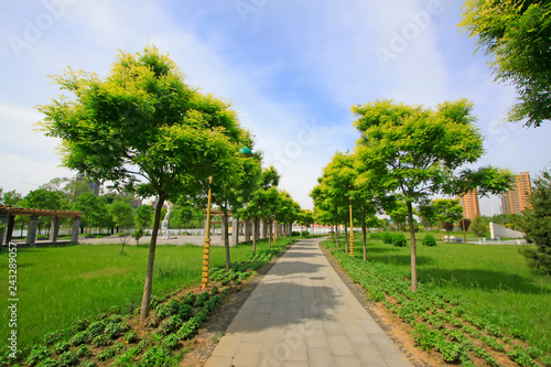 path and trees in the park