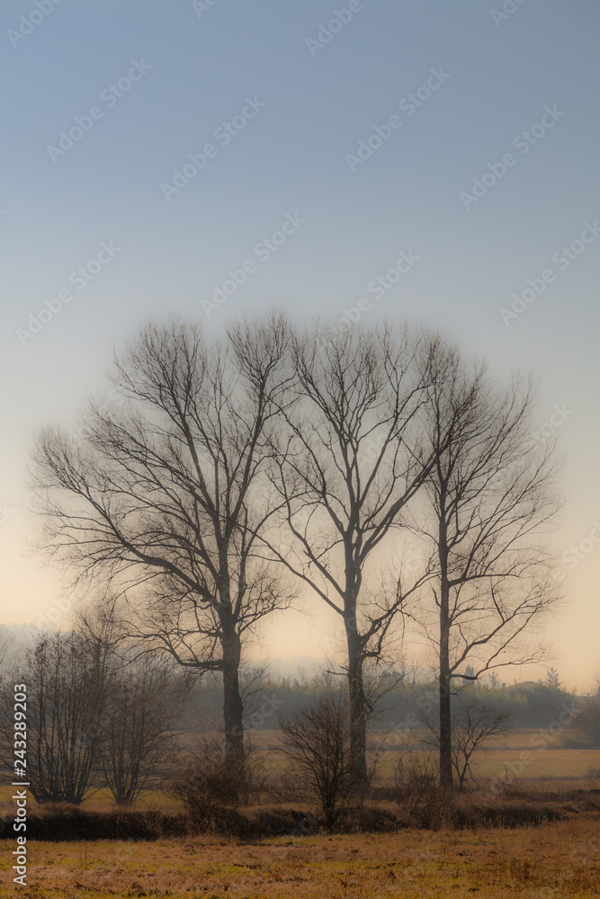 Fototapeta premium tre alberi