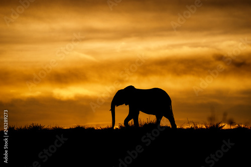 Elephant at sunrise in Masai Mara  Kenya