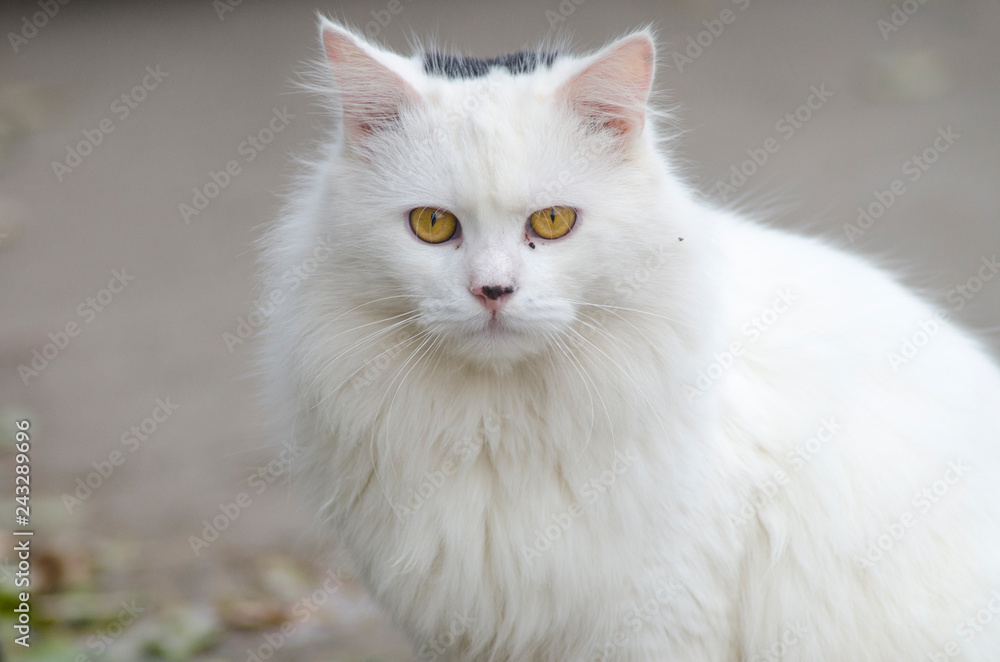 portrait of a fluffy white cat portrait of a fluffy white cat