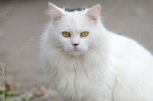 portrait of a fluffy white cat © vitaly tiagunov