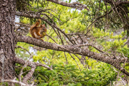 A brown Eastern chipmunk in Acadia National Park  Maine