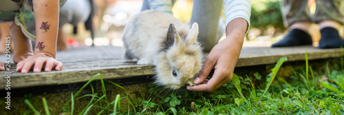 Wide view image of a hand of a child feeding pet baby rabbit