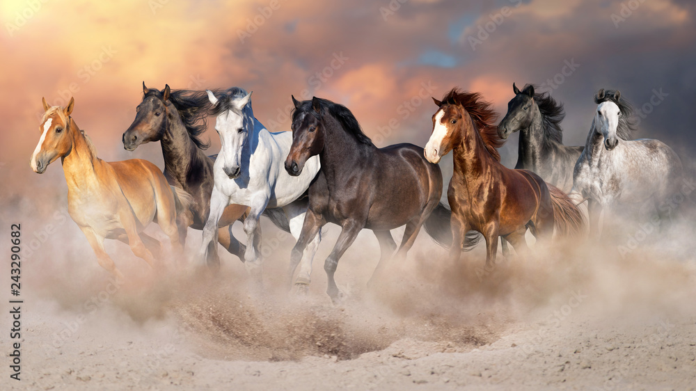 Fototapeta premium Stado koni biegać galopem w pustynnym pyle przed dramatycznym niebem
