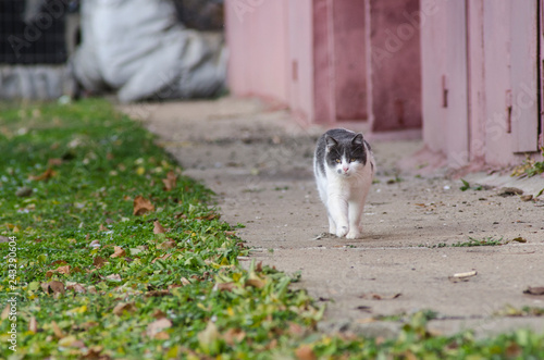 homeless street cat walk