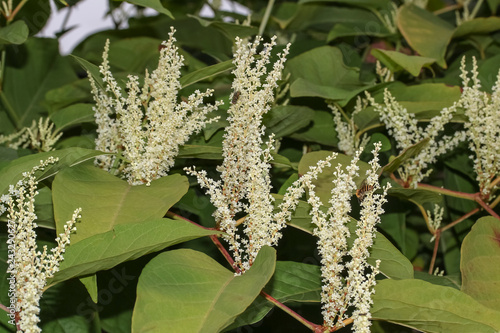 Weiße Blüten des Asiatischen Knöterichs,  Fallopia japonica photo