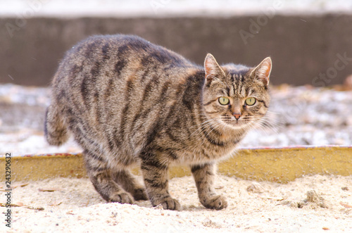 striped cat outdoor © vitaly tiagunov