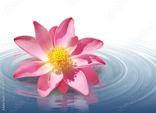 beautiful pink lotus flower isolate is on white background