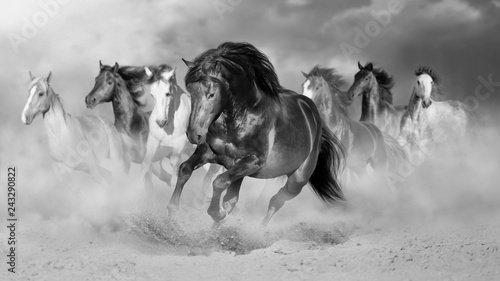 Fototapeta Naklejka Na Ścianę i Meble -  Horse herd run gallop in desert dust against dramatic sky. Black and white