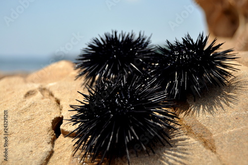 Sea urchin on rock