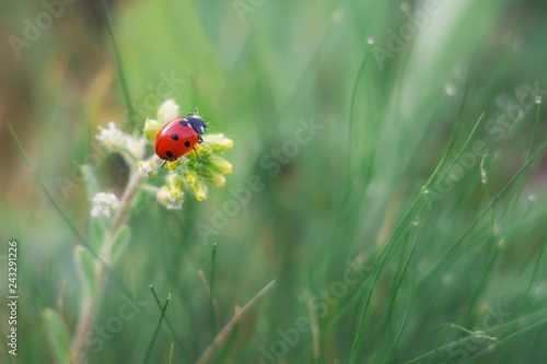 Ladybug and yellow flower