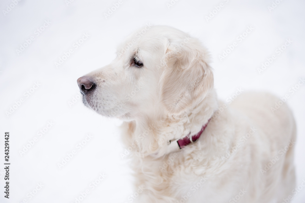 pets in nature. portrait of a beauty dog. a beautiful golden retriever stay in a winter snow-covered forest. pets in nature. portrait of a beauty dog. a beautiful golden retriever stay in a winter snow-covered forest.