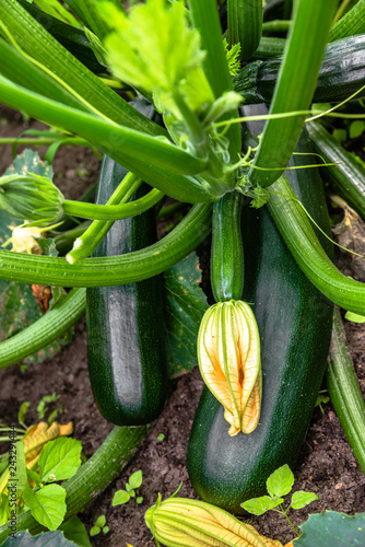 Green zucchini plant with flowers and fruit of zucchinis ready for harvest. Vegetables in the garden, organic fam concept.