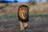 Big Lion of Black Rock Pride walking in Masai Mara, Kenya