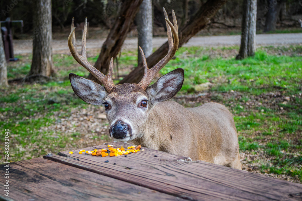 A White-Tailed Deer in Lake Hills, Texas A White-Tailed Deer in Lake Hills, Texas