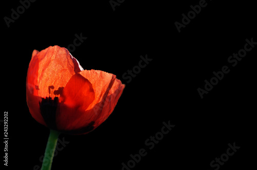 Isolate of poppy flower on black background