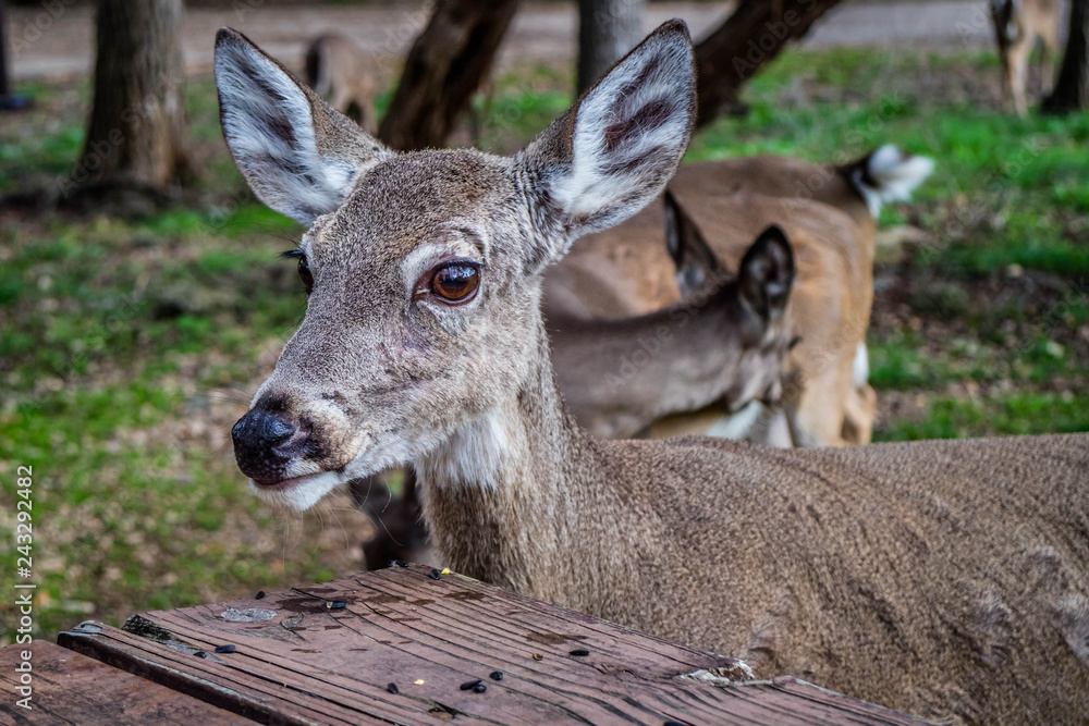 Obraz premium A White-Tailed Deer in Lake Hills, Texas