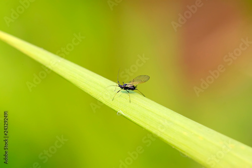 Black aphids on plants