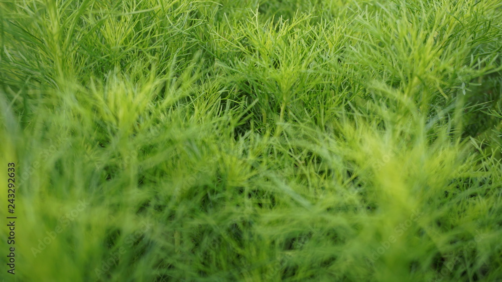 closeup of green grass closeup of green grass