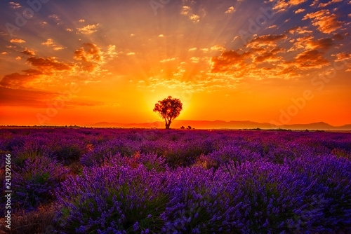 Fototapeta Naklejka Na Ścianę i Meble -  Lavender field with single tree, amazing landscape, sunset glow in fiery color cloudy sky, natural summer travel background, Provence, France