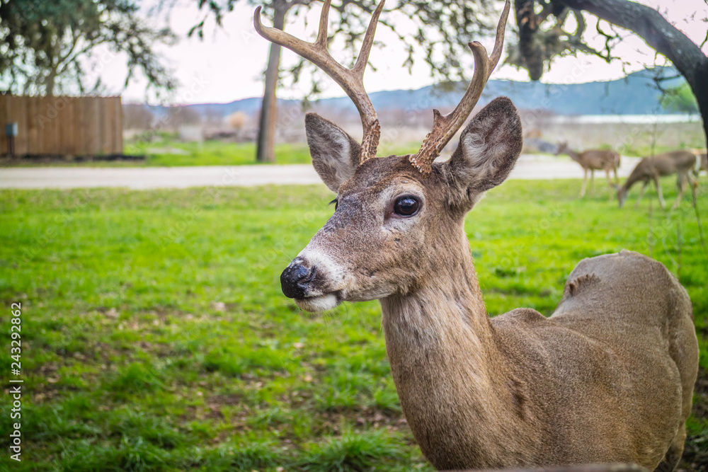 A White-Tailed Deer in Lake Hills, Texas