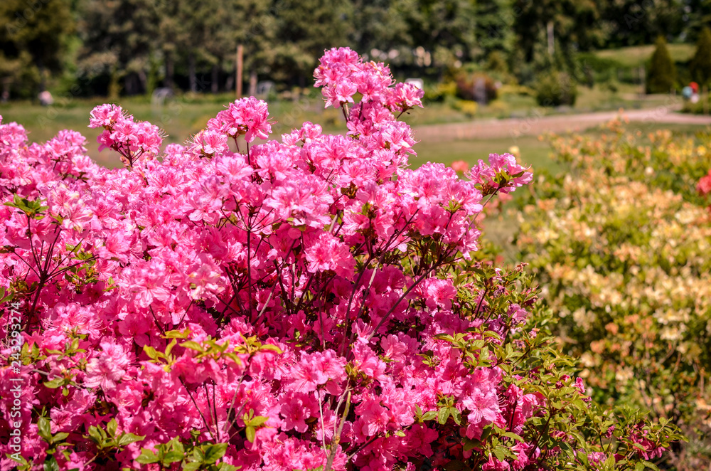 Blooming meadow with pink flowers of rhododendron bushes