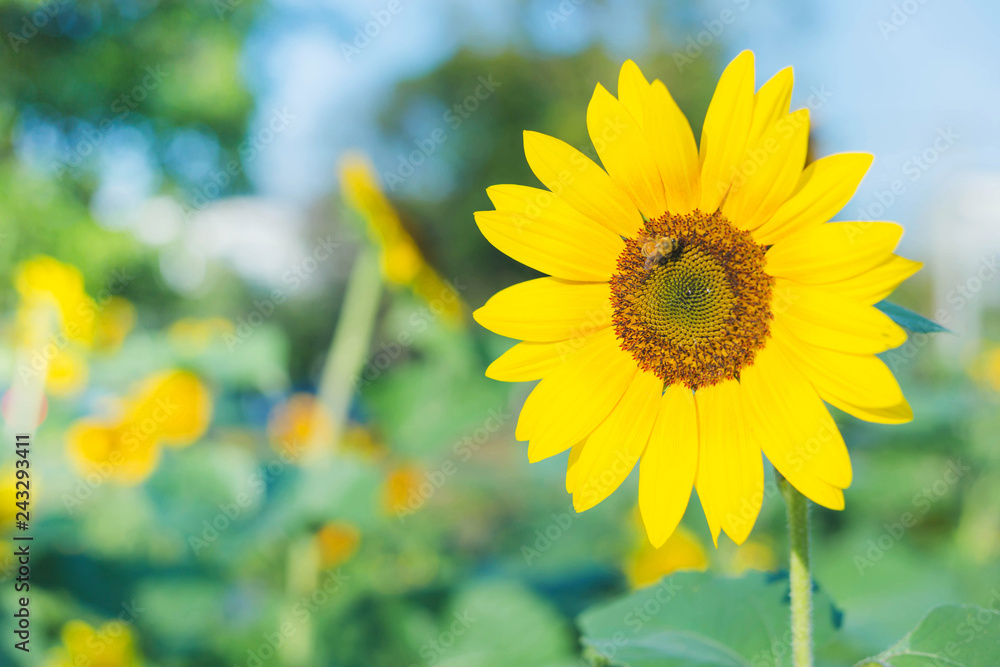 Fototapeta premium Yellow sunflowers on the background of the summer sky