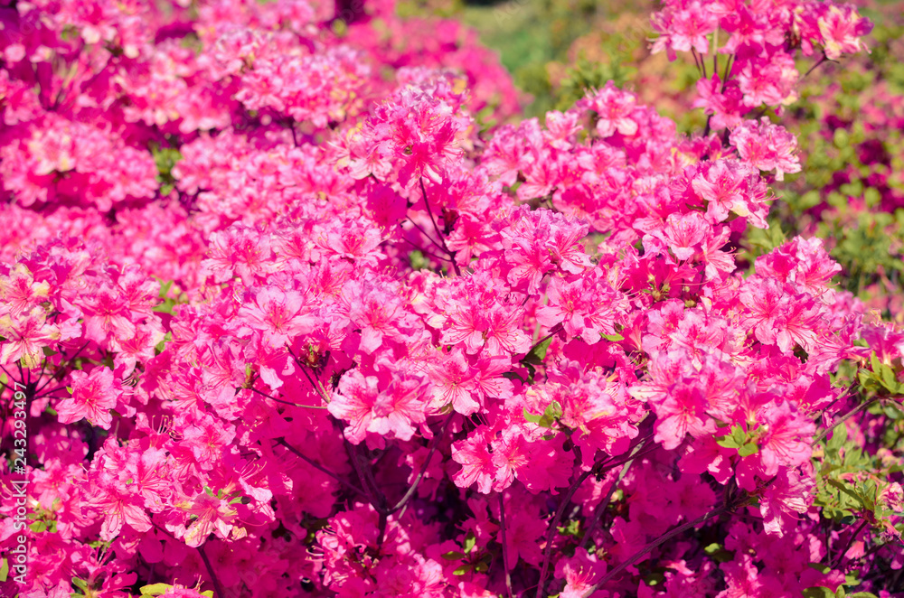 Blooming meadow with pink flowers of rhododendron bushes Blooming meadow with pink flowers of rhododendron bushes