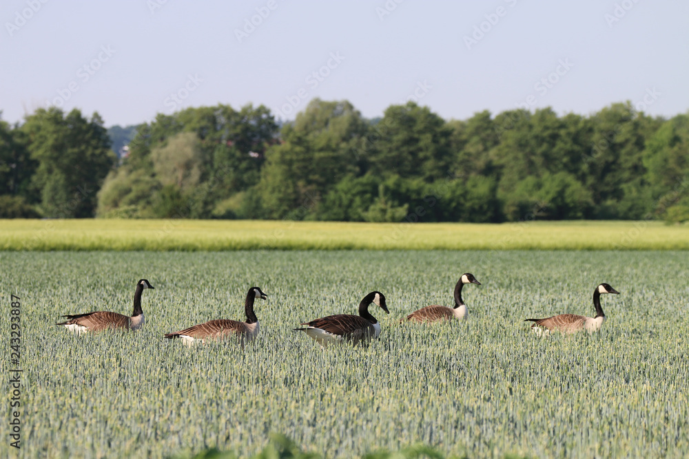 Canada Geese destroy and damage to crops and cause many problems for farmers. Clipped leaves and stalks on plants, as well as goose droppings are all over the crops fields. Canada Geese destroy and damage to crops and cause many problems for farmers. Clipped leaves and stalks on plants, as well as goose droppings are all over the crops fields.