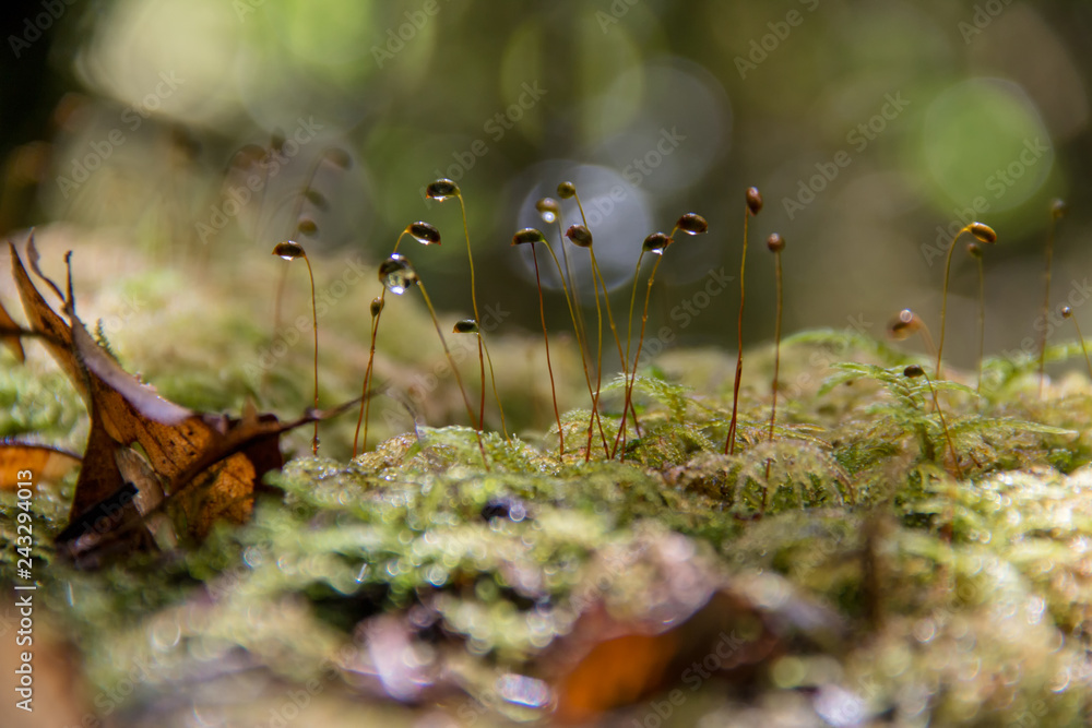 Fototapeta premium moss spore growing in rainy day with bokeh background.