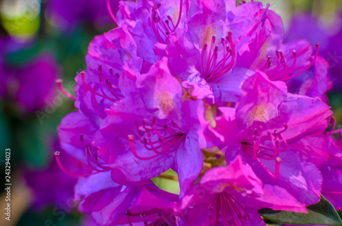 Blooming meadow with pink flowers of rhododendron bushes