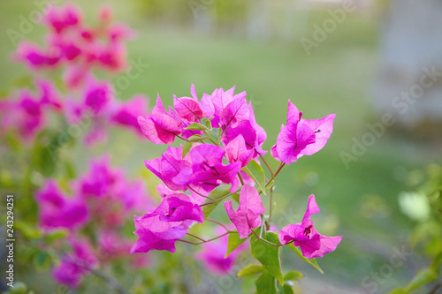 Bougainvillea flowers. Purple flowers of bougainvillea tree. 