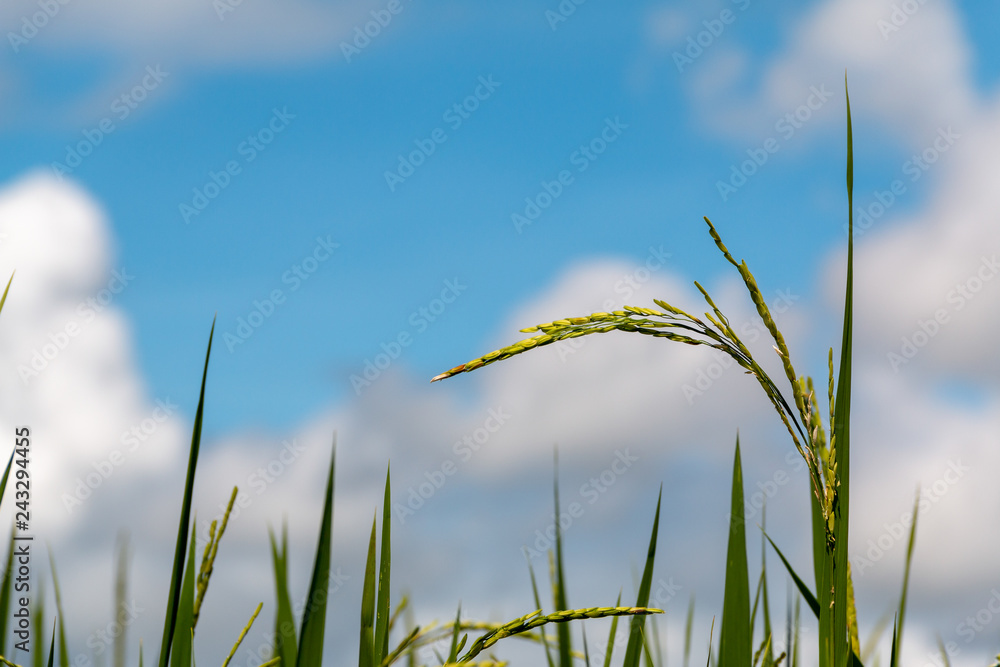 paddy rice plant and green leave with blue sky background.selective focus.