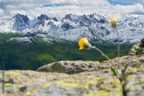 Blume vor schneebedeckten Berggipfeln der Alpen photo