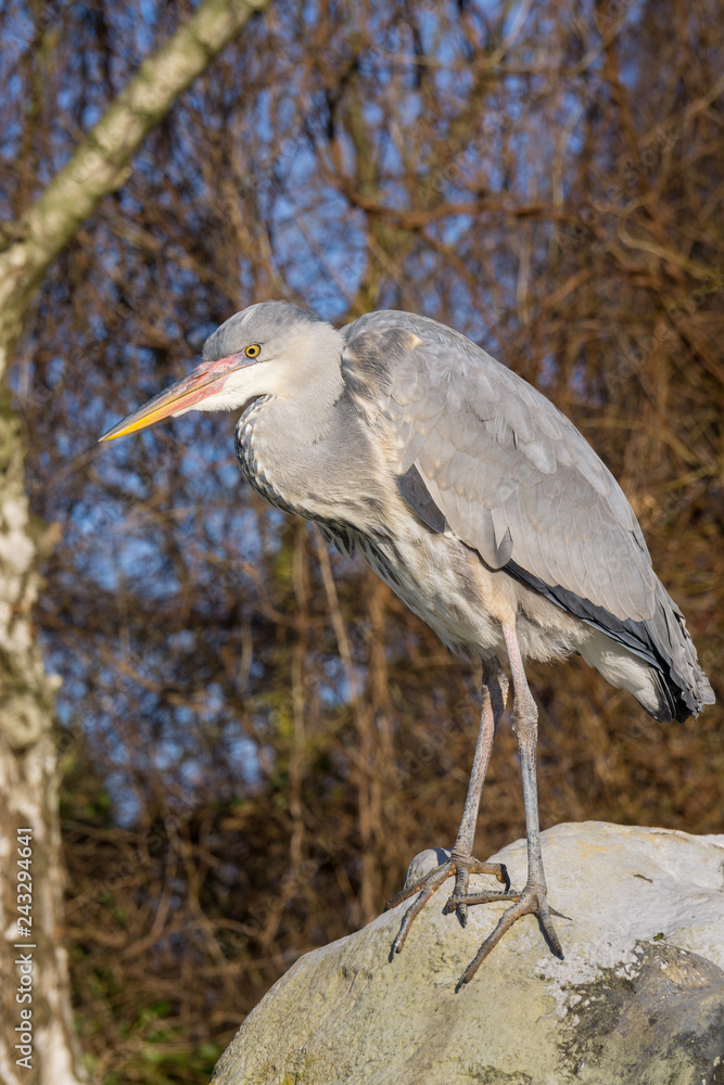 Graureiher steht in der Sonne Graureiher steht in der Sonne