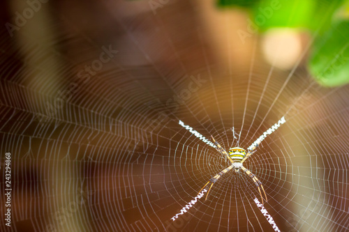 Saint andrews cross spider on spider web and morning sunlight. photo