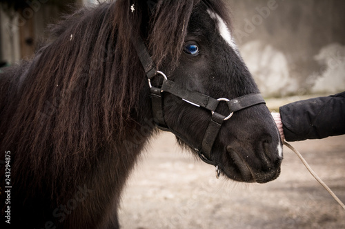 Pony named Lucky posing before work