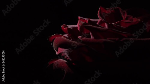 Rose in rotation. Rose on black background.