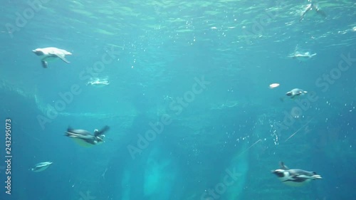 Galapagos penguins diving into the water to the depths. Underwater shot during the day, natural lighting. Turquoise water.